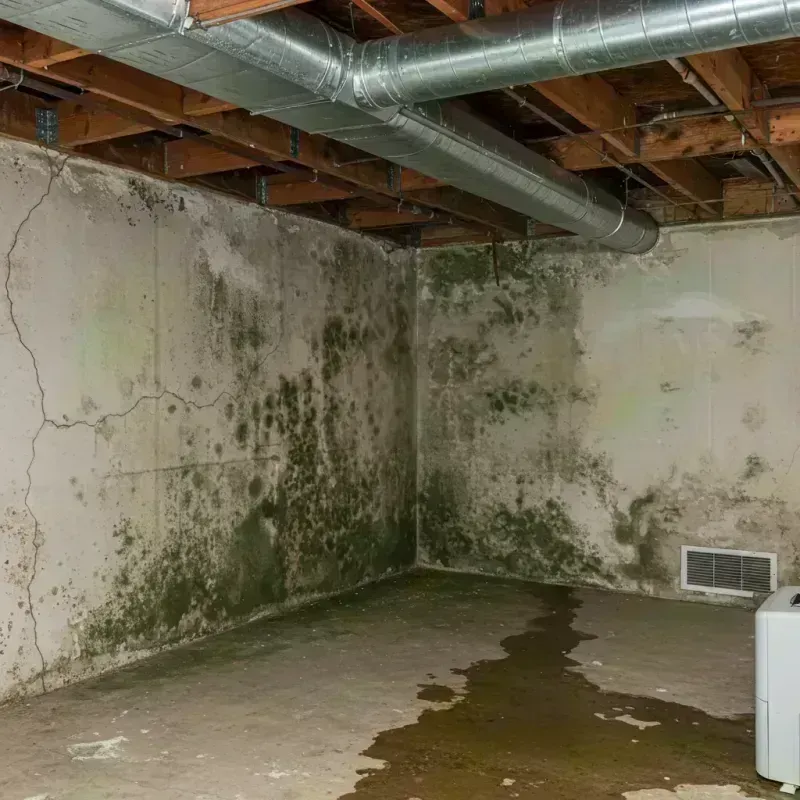 Professional Mold Removal in Hudson Falls, NY